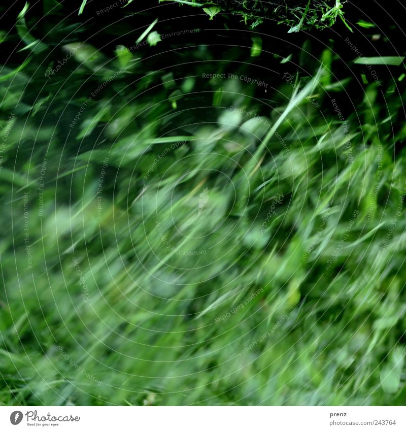 gras Pflanze Gras Park Wiese frisch saftig grün Blatt Halm fliegend Linie Teile u. Stücke Farbfoto Außenaufnahme Menschenleer Tag Bewegungsunschärfe