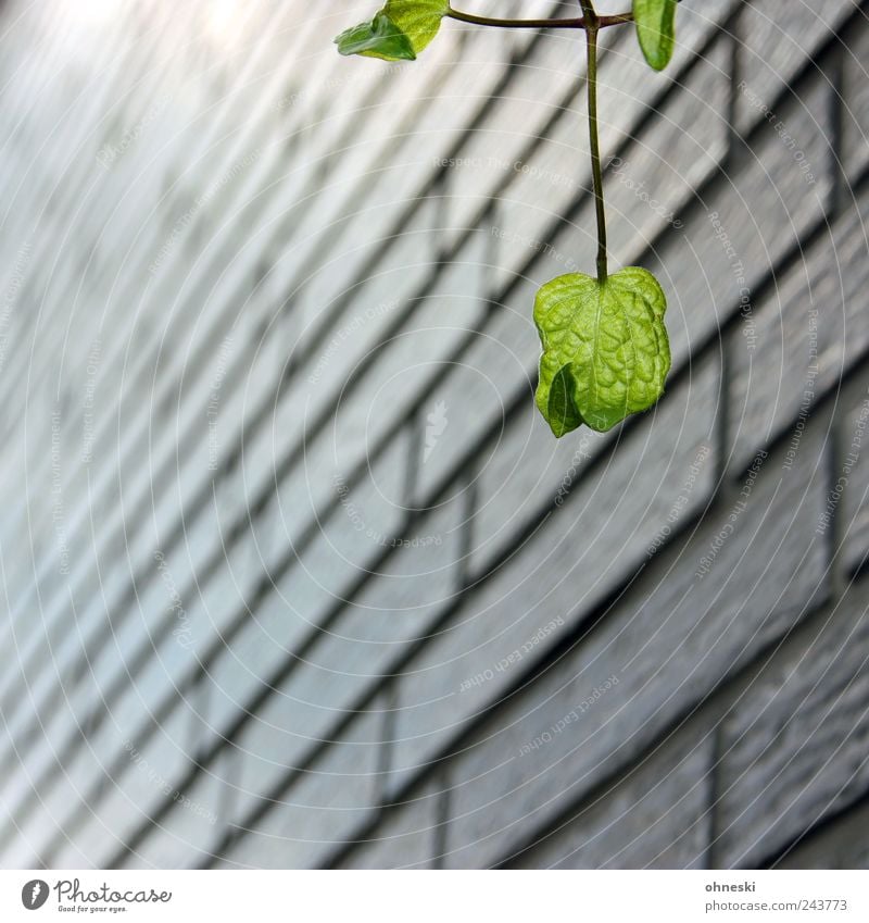 Urban nature Natur Pflanze Blatt Grünpflanze Haus Mauer Wand Fassade Glück Lebensfreude Optimismus Hoffnung Glaube Farbfoto Außenaufnahme Muster