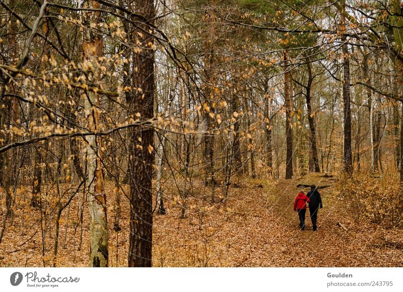 einsam zweisam Erholung wandern Mensch Paar Partner 2 Natur Pflanze Herbst Baum Wald Bewegung Denken sprechen laufen natürlich braun Zufriedenheit Lebensfreude