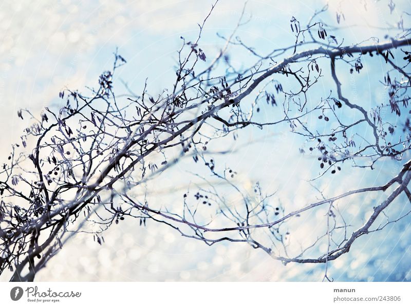 Eisblau Natur Frost Schnee Baum Zweige u. Äste glänzend hell kalt weiß Farbfoto Außenaufnahme Menschenleer Textfreiraum oben Textfreiraum unten Tag Sonnenlicht