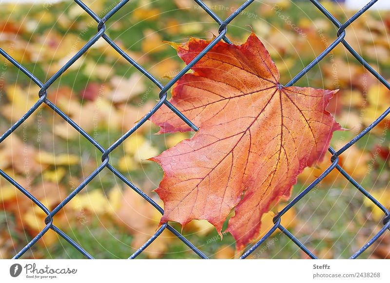 Falschmeldung | Das erste Herbstblatt Ahornblatt Blatt Herbstlaub Saisonende herbstlich hängenbleiben hängend verfangen Netz verwickelt Oktober Drahtzaun Zaun