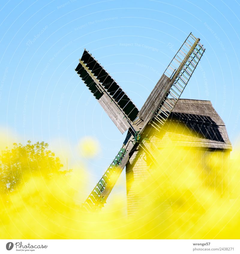Windmühle hinter gelben Rapsblüten III Windkraftanlage Denkmal alt Stadt blau Rapsfeld Mühle Blauer Himmel Wolkenloser Himmel Windmühlenflügel Denkmalschutz