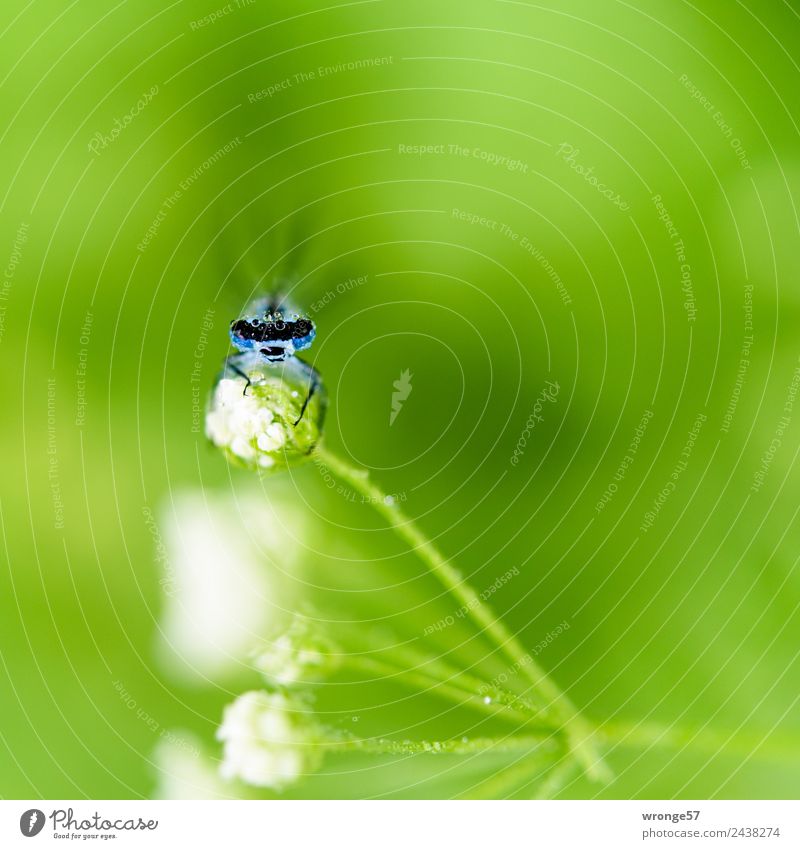 Libelle sitzt auf einer Blüte III Natur Tier Garten Park Wiese Feld Wildtier 1 klein nah blau grün weiß Insekt beobachten ausruhend Nahaufnahme Makroaufnahme