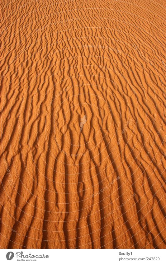 Wüste in Saudi Arabien Natur Landschaft Urelemente Sand Erde Sommer Klima Klimawandel Schönes Wetter Wind Dürre Küste Strand beobachten berühren Erholung