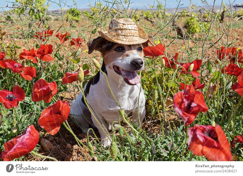 Süßer Hund in Mohnblumen sitzend mit Sommerhut Freude Glück schön Gesicht Ferien & Urlaub & Reisen Sonne Freundschaft Natur Landschaft Tier Blume Gras Hut