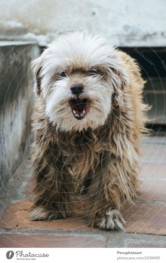 Unerwartet mit offenem Mund und lächelndem Ausdruck für den Welpen. Glück schön Gesicht Abenteuer Freundschaft Zähne Natur Tier Wärme Gras Haustier Hund Lächeln