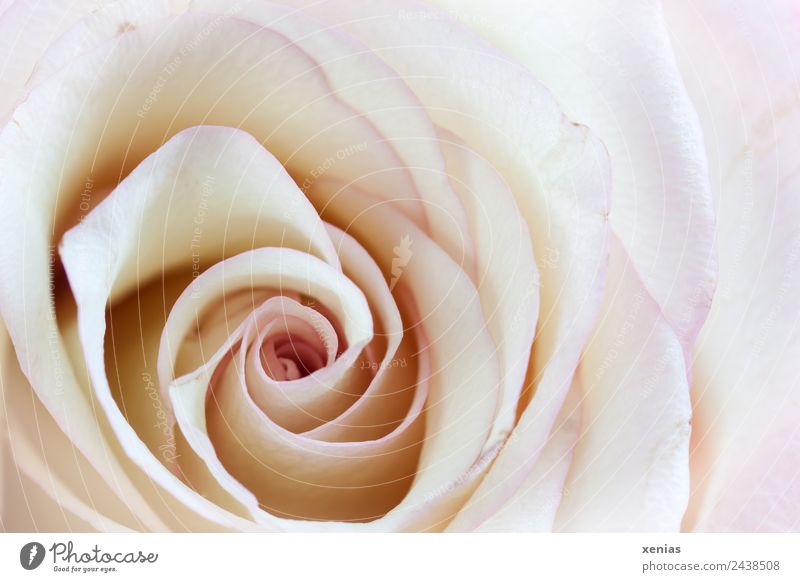 Makroaufnahme einer Rose Frühling Sommer Blume Blüte hell rund gelb violett weiß Liebe Romantik Duft schön Spirale Nahaufnahme Detailaufnahme xenias