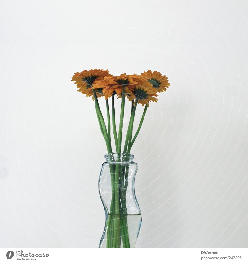 Gerbera Wohlgefühl ruhig Duft Pflanze Blume Blühend verblüht dehydrieren Wachstum grün Kraft schön Zusammenhalt Vase Hintergrundbild frisch Gedeckte Farben