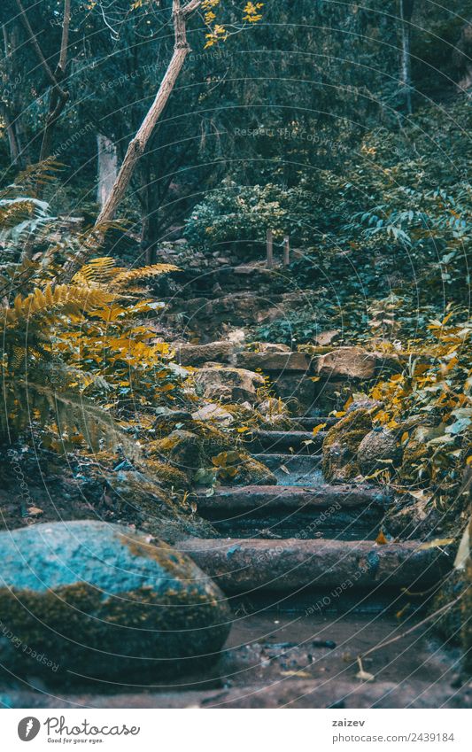 Treppe mit Moos inmitten eines dunklen Waldes Ferien & Urlaub & Reisen Tourismus Winter Garten Umwelt Natur Landschaft Pflanze Herbst Park Wasserfall Stein alt