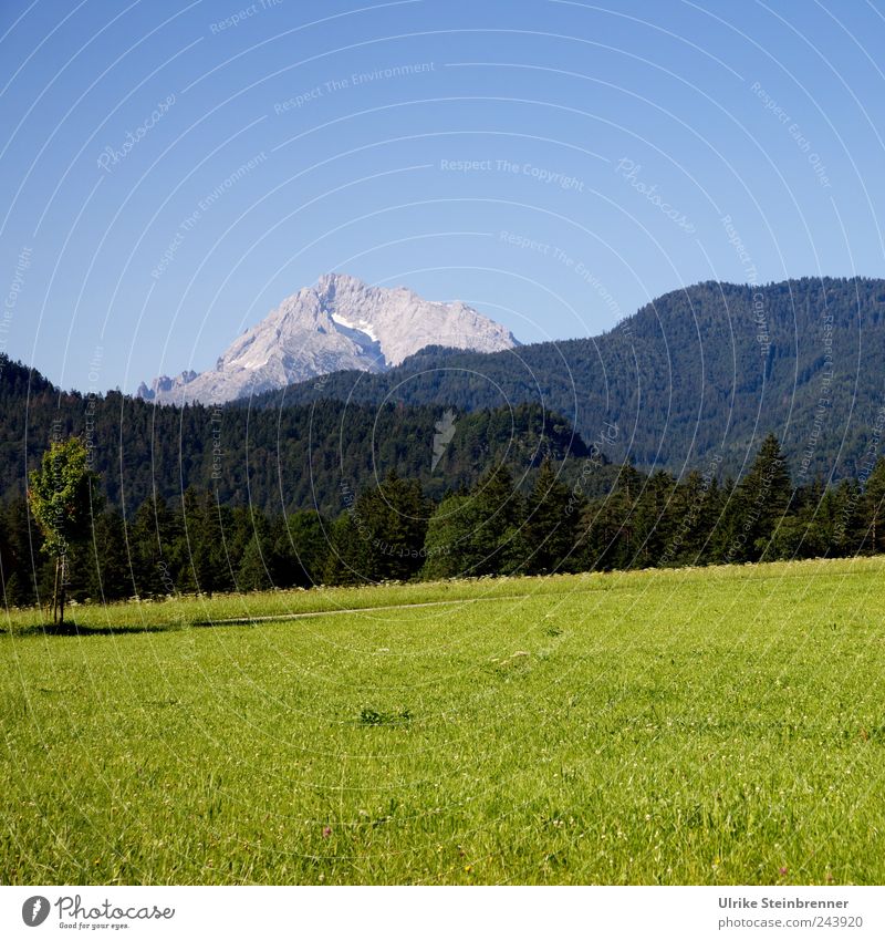 Schau, dort hinten: ein Berg! Natur Landschaft Pflanze Wolkenloser Himmel Sommer Schönes Wetter Baum Gras Sträucher Feld Hügel Alpen Berge u. Gebirge Lofer