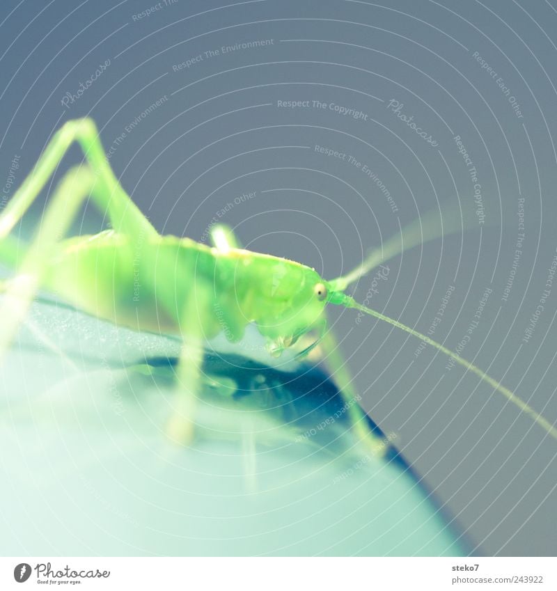 grasgrün 1 Tier Heuschrecke grell Fühler Insekt neonfarbig Farbfoto Makroaufnahme Menschenleer Textfreiraum oben Schwache Tiefenschärfe Blick in die Kamera