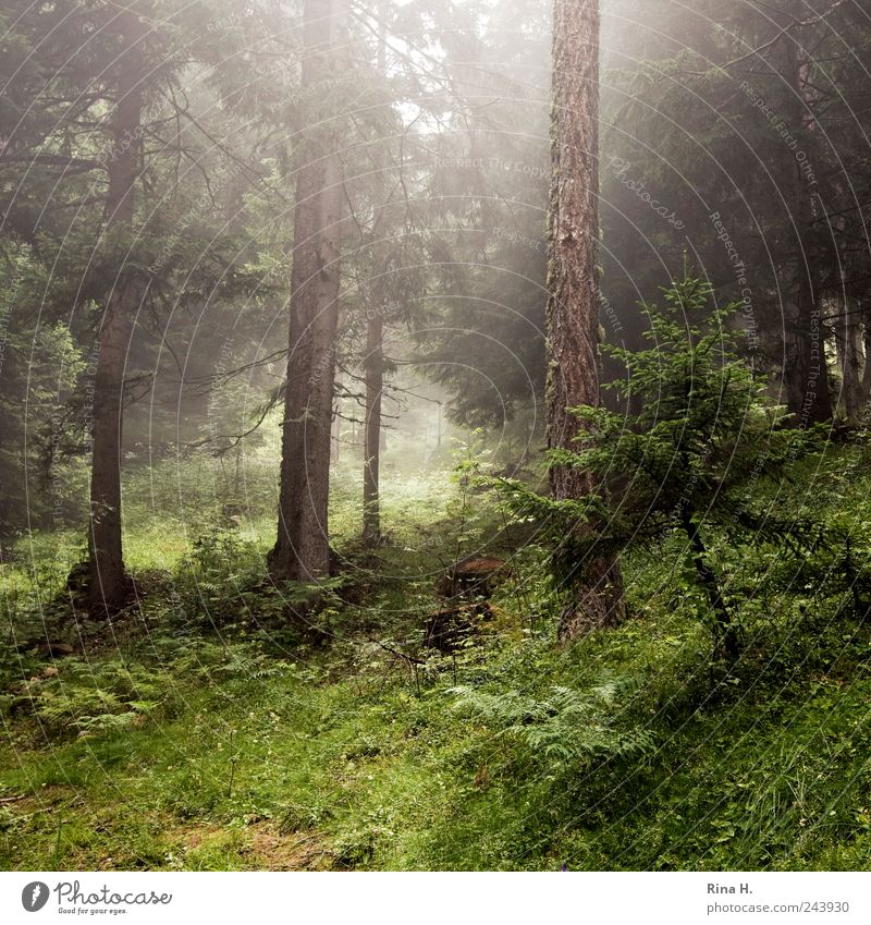 Wanderung Umwelt Natur Landschaft Sommer Klima Wetter Schönes Wetter Nebel Pflanze Baum Gras Sträucher Moos Tanne Wald Hügel Berge u. Gebirge Stimmung Dunst