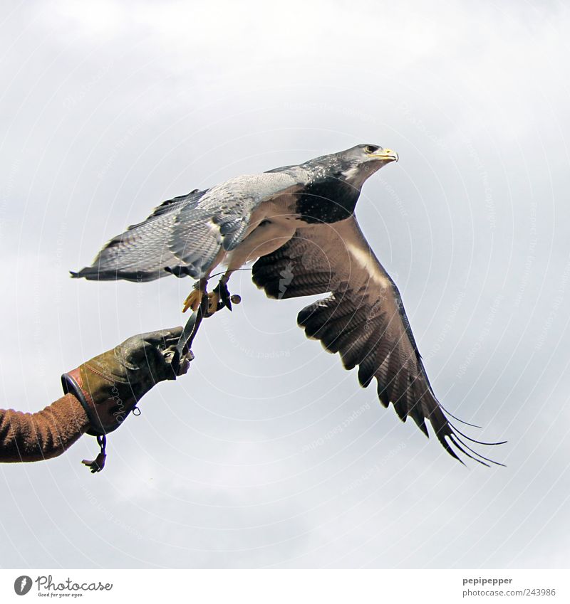 könig der lüfte Freiheit Sommer Mann Erwachsene Hand 1 Mensch Natur Himmel Wolken Schönes Wetter Luftverkehr Handschuhe Tier Wildtier Vogel fliegen Jagd kämpfen
