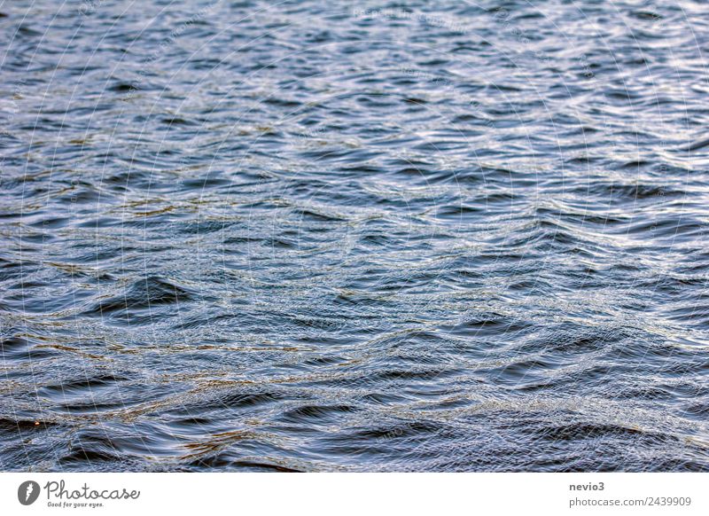 Wellen im Licht der untergehenden Sonne Natur Urelemente Wasser Sommer Schönes Wetter Wind Küste Bucht Meer Schwimmen & Baden schaukeln glänzend Unendlichkeit