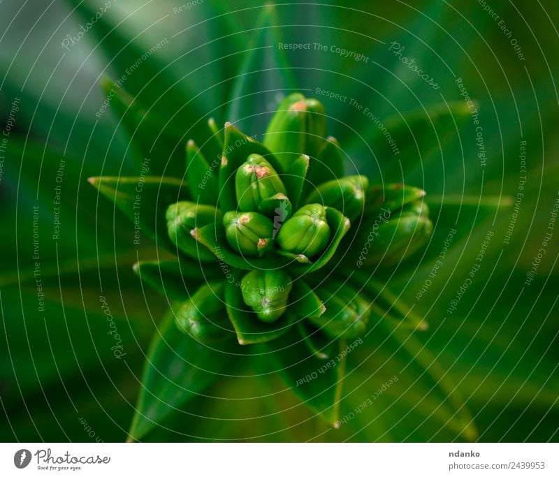 grüne Blätter Natur Pflanze Blume Blatt frisch oben Farbe Lilien Hintergrund Frühling Botanik Vorbau Lily geblümt Farbfoto Nahaufnahme Menschenleer
