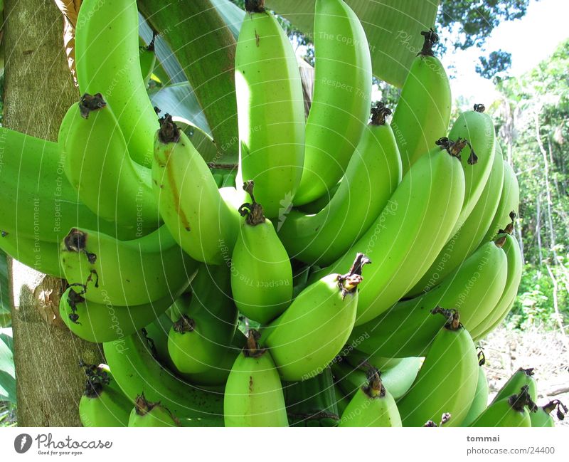 banane Banane Sträucher grün Brasilien Detailaufnahme Ernährung reif