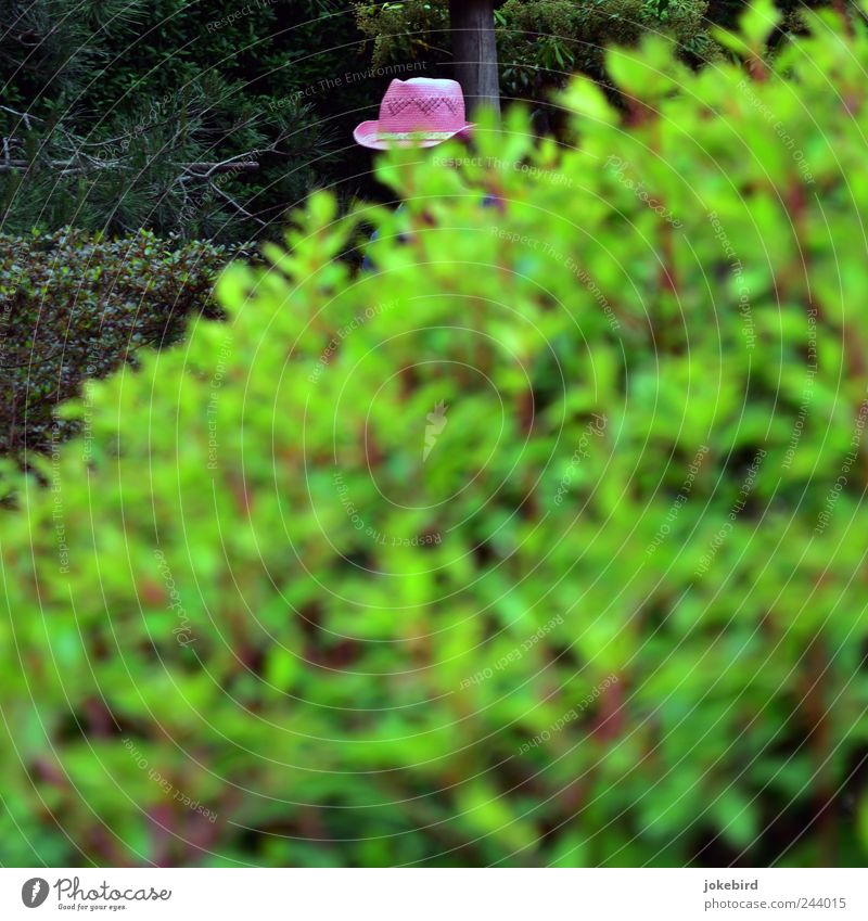 Die schöne Gärtnerin Sträucher Blatt Zierpflanze Hecke Hut grün rosa modern Gartenarbeit Gartenbau Versteck verstecken Strohhut Detailaufnahme markant verborgen