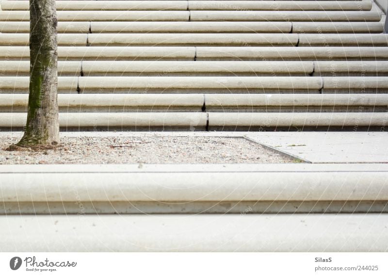 Nr.10 - Der erste Schritt Baum Treppe braun grau weiß aufstrebend Farbfoto Außenaufnahme Muster Strukturen & Formen Menschenleer Tag