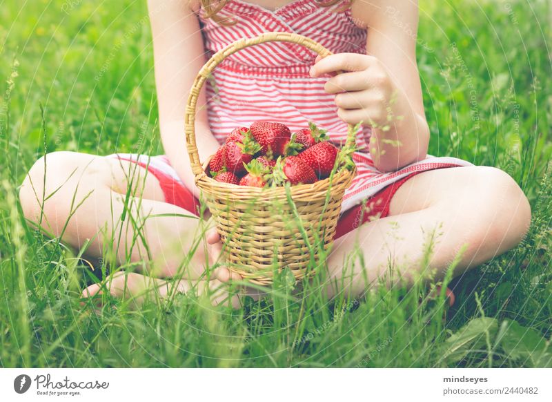 Ein Korb voller Erdbeeren im Schoß Lebensmittel Frucht Vegetarische Ernährung Wellness Sinnesorgane Sommer Mensch feminin Mädchen Kindheit Körper 1 3-8 Jahre