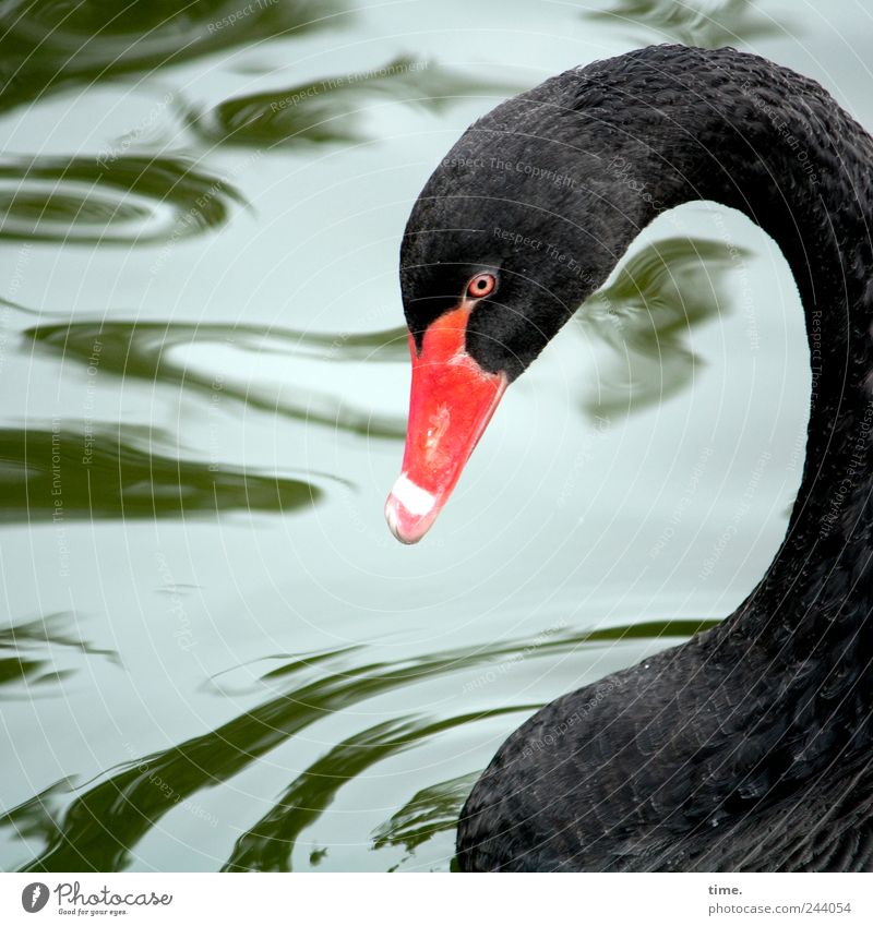 Schwarzer Schönling Tier Wasser Wildtier Vogel Schwan Tiergesicht 1 rot schwarz ästhetisch einzigartig exotisch Gelassenheit Zufriedenheit Inspiration