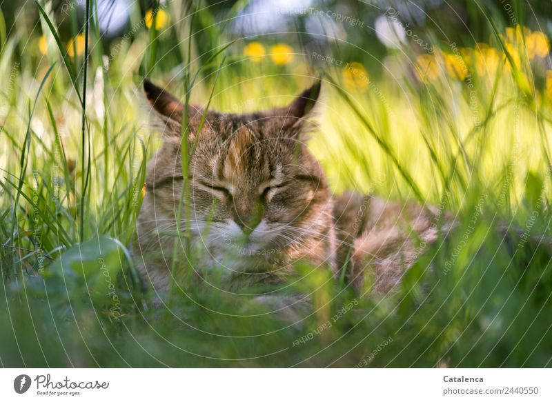 Noch ein wenig Schlaf, Katze im Gras Natur Pflanze Tier Sommer Schönes Wetter Blume Blatt Blüte Sumpf-Dotterblumen Wiese 1 liegen schlafen schön braun gelb grün