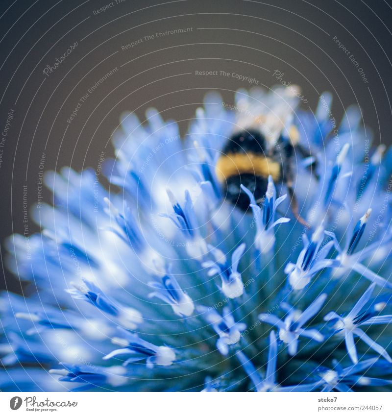 Hummel Fakir Blüte 1 Tier blau schwarz Silberdistel ansammeln Nektar Sommer Kugel Farbfoto Makroaufnahme Schwache Tiefenschärfe