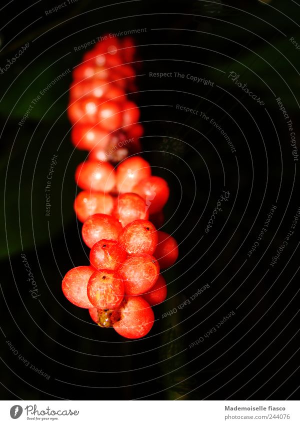 Beeren am Strauch Pflanze exotisch außergewöhnlich einzigartig rot schwarz Natur Farbfoto Nahaufnahme Textfreiraum rechts Blitzlichtaufnahme Froschperspektive