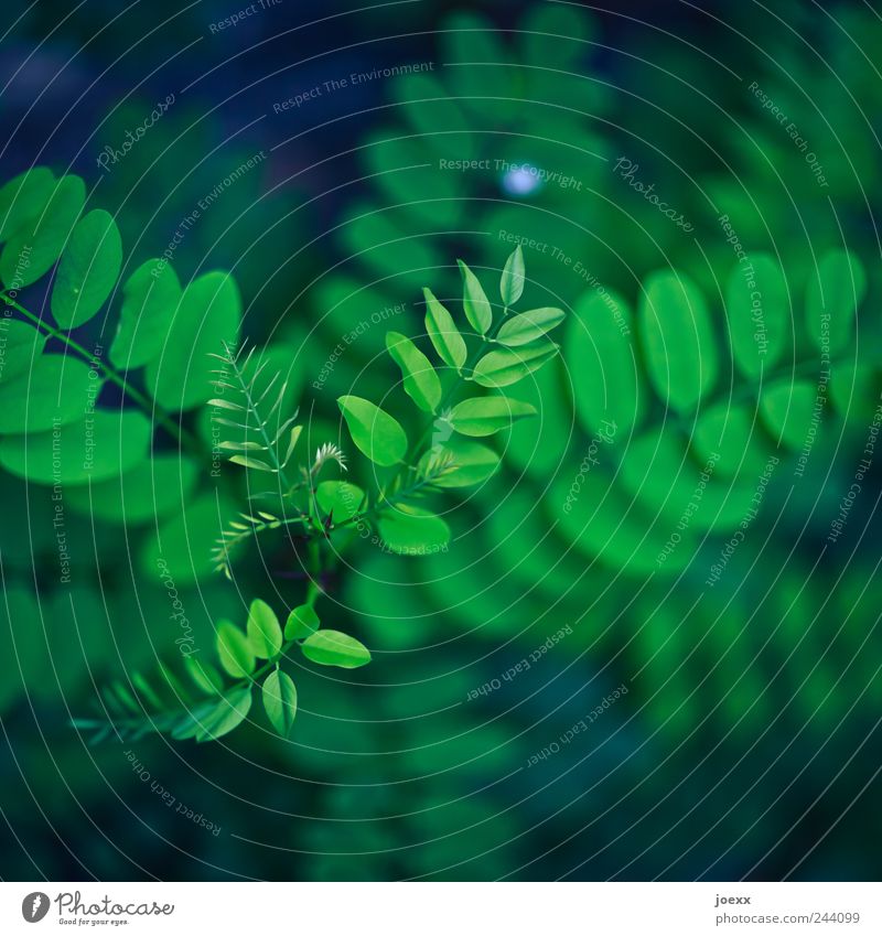 Nachschub Natur Pflanze Wachstum authentisch schön blau grün Farbe Wandel & Veränderung Farbfoto Außenaufnahme Nahaufnahme Menschenleer Schatten Kontrast