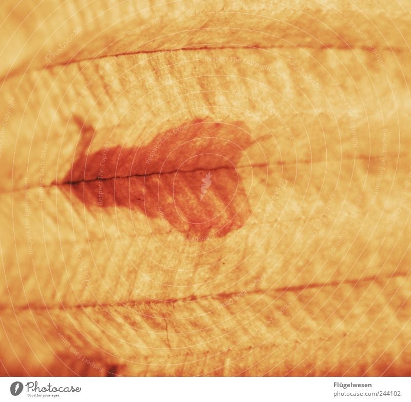 Dr. Motte Hintergrundbild Strukturen & Formen Farbfleck Detailaufnahme Bildausschnitt Heterocera Flügel