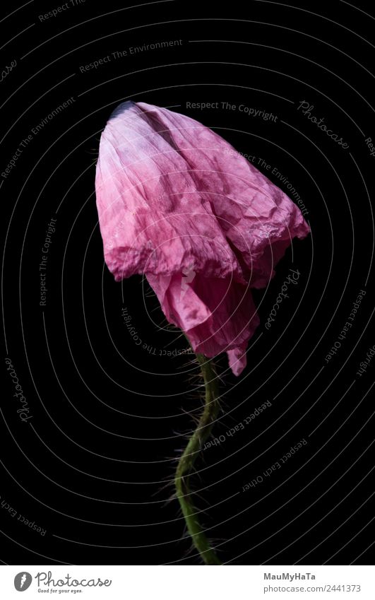 Popie in schwarz Natur Pflanze Sommer Blume Gras Blatt Blüte Wildpflanze exotisch Reichtum Macht Mode Sinnesorgane träumen Traurigkeit Überleben Farbfoto