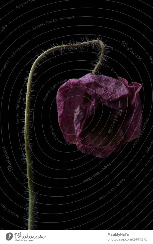 Popie in schwarz Pflanze Sommer Blume Gras Blatt Blüte Wildpflanze Kontakt Reichtum Natur Preisschild Qualität Stil Tod träumen Traurigkeit Überraschung