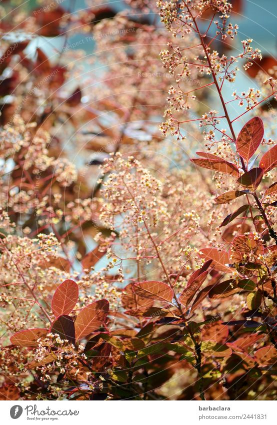 Perückenstrauch Natur Pflanze Frühling Sträucher Blatt Blüte Garten Blühend Wachstum rot ästhetisch Farbe Klima Umwelt Farbfoto Außenaufnahme Detailaufnahme