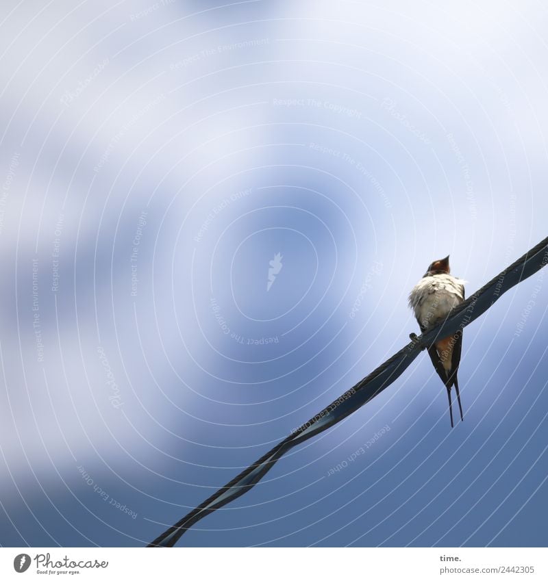 UT Dresden | Schiffsjunge Technik & Technologie Energiewirtschaft Stahlkabel Tier Wildtier Vogel Schwalben beobachten entdecken Blick sitzen klein natürlich