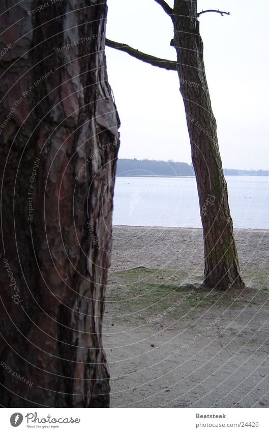 winter tristesse Baum See Strand Wald Baumrinde Wolken Kiefer Sand Küste Natur Graffiti