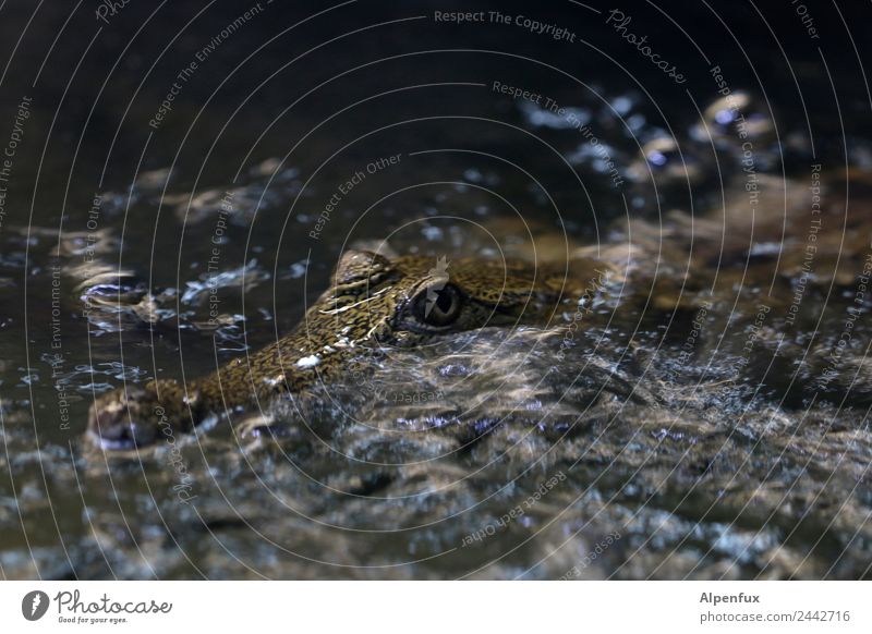 Krimi | Der Täter Umwelt Tier Fluss Wildtier Krokodil 1 Schwimmen & Baden warten achtsam Wachsamkeit Gelassenheit geduldig Appetit & Hunger Angst gefährlich