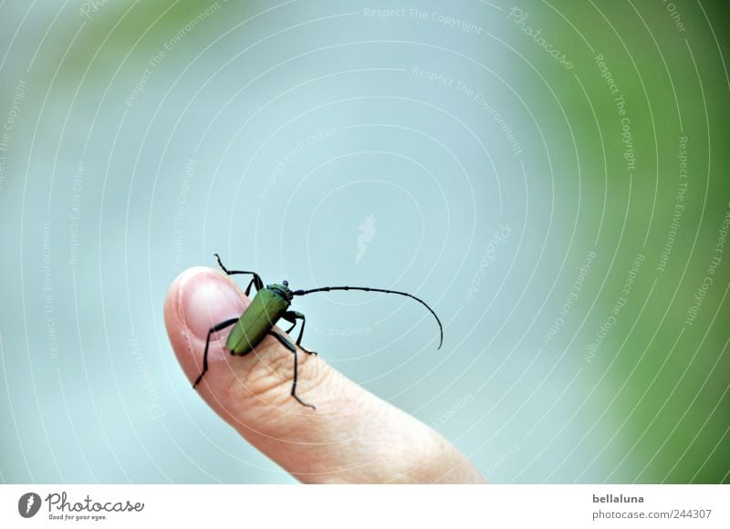 Moschusbock auf Fotolines Finger Mensch androgyn Erwachsene 1 Natur Sommer Garten Park Feld Tier Wildtier Käfer sitzen Insekt grün Farbfoto mehrfarbig