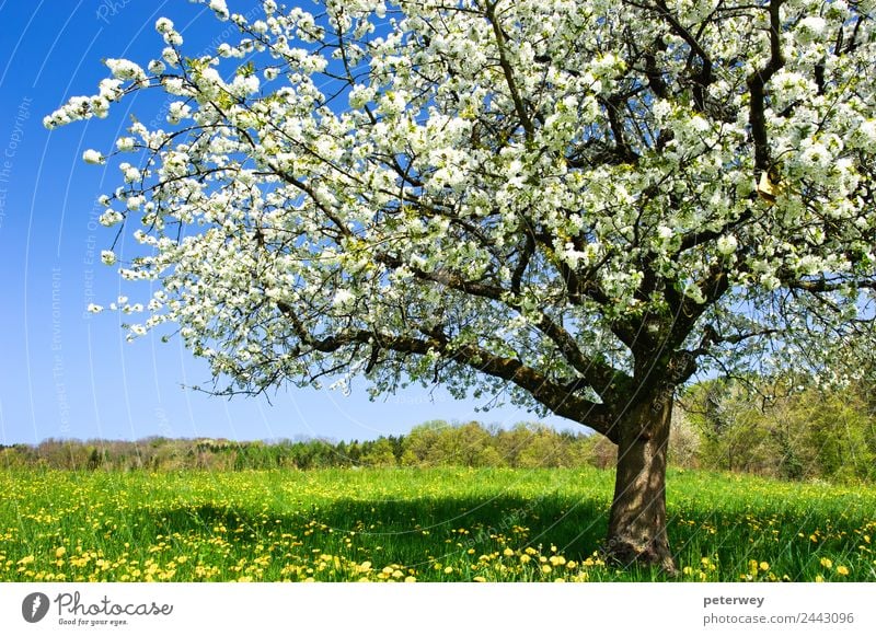 Blossoming tree in spring on rural meadow Natur Pflanze Frühling Schönes Wetter Baum Blume Gras Feld springen Fröhlichkeit schön blau braun gelb grün weiß