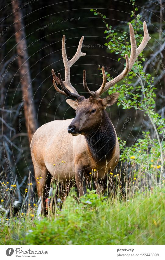 Rocky Mountain Elk (lat. Cervus canadensis), Canada Ausflug Natur Tier Wald 1 braun grün Tierliebe Alberta animal antlers Banff National Park big Kanada deer