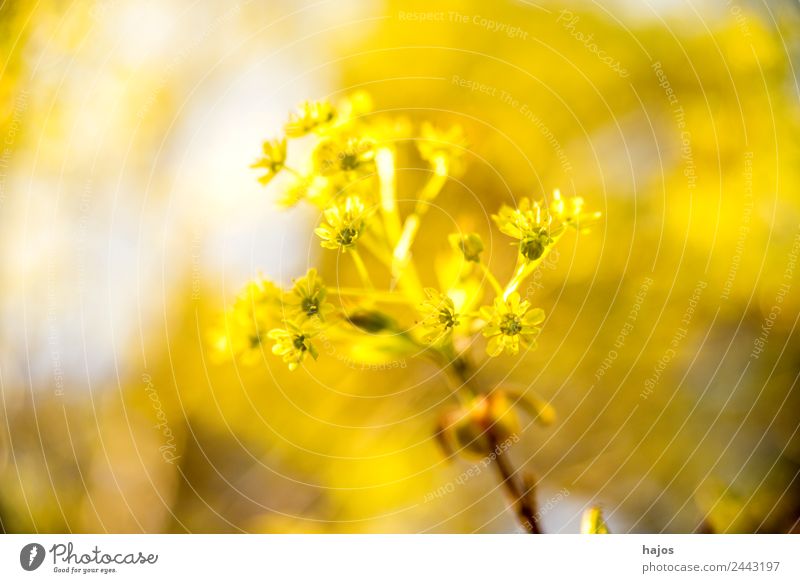 Ahorn, Blüte im Frühjahr Natur Pflanze Schönes Wetter Baum Wachstum weich gelb frühjahr frühling hell leuchtend strahlend sonnig positiv Hintergrund neutral