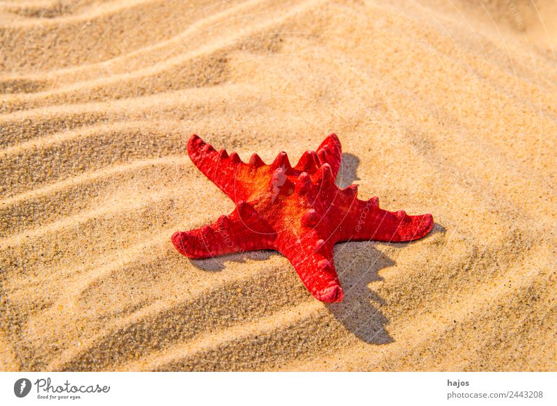 Seestern anei einem Strand Ferien & Urlaub & Reisen Sommer Sand Tier 1 rot seestern hell sandstrand sonne menschenleer Textfreiraum Urlaubsfoto karibisch