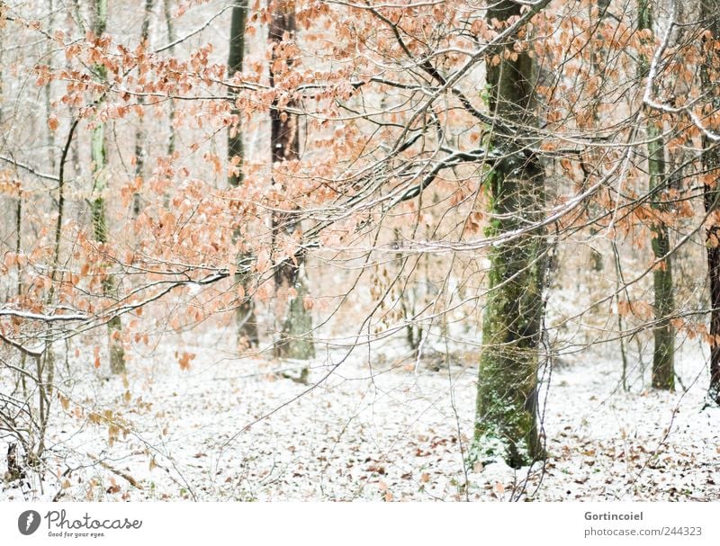 Winterwald Umwelt Natur Landschaft Eis Frost Schnee Baum Wald kalt Winterstimmung Wintertag Schneedecke Ast Blatt Romantik Waldboden Baumstamm Farbfoto