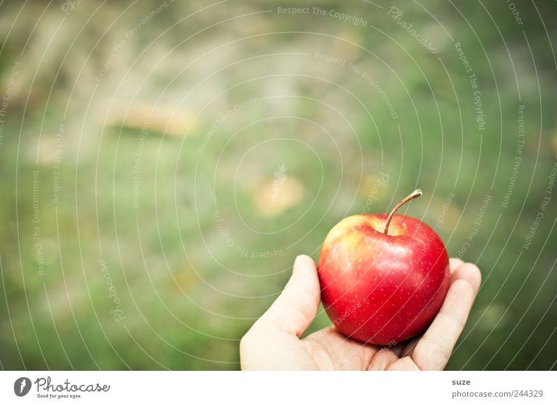 Aha-Effekt Lebensmittel Frucht Apfel Ernährung Frühstück Picknick Bioprodukte Vegetarische Ernährung Diät Hand Herbst Wiese festhalten grün rot Erkenntnis