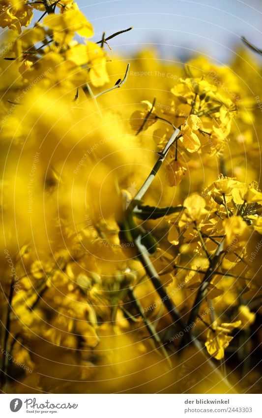 Rapsodie Umwelt Natur Landschaft Pflanze gelb Farbfoto Außenaufnahme Experiment Tag Unschärfe Zentralperspektive