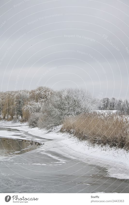 zeitlos | Himmelgrau Teich Wasser Eis Frost Schnee Teichufer kalt friedlich Winterstimmung Winterlicht Wintertag Wolkendecke gefroren ruhig Januar Niedersachsen