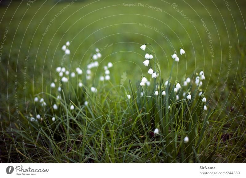 167 [frisch] harmonisch ruhig wandern Gartenarbeit Umwelt Natur Landschaft Pflanze Blume Gras Blatt Blüte Wildpflanze Schneeglöckchen Park Wiese wild ästhetisch