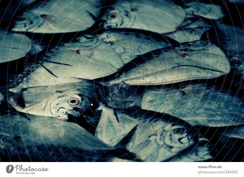 wie die fische Fisch Meer Überfischung Fischmarkt Fischbrötchen Kochbuch Meeresfrüchte Fischereiwirtschaft Dorade