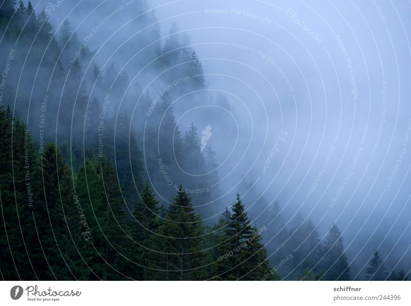 Schönes Wetter... Landschaft Wolken Klima schlechtes Wetter Nebel Regen Wald Alpen Berge u. Gebirge bedrohlich Dämmerung Berghang Nadelwald Nebelwand