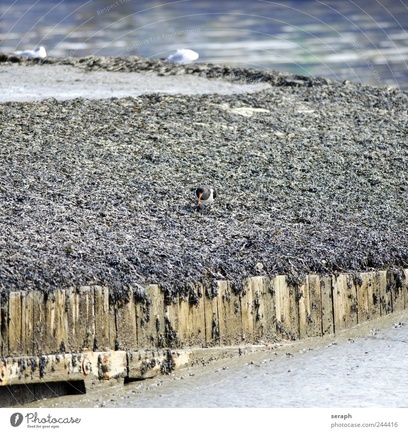 Austernfischer Meer Panzer Flügel Wasser Schnabel Vogel Nordsee ebb Hochwasser Schlamm Worms Strand laufen heimatlich maritim Meerestier Natur ostralegus fauna