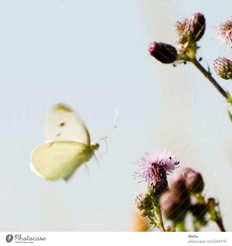 Neuer Tag, neues Glück Umwelt Natur Pflanze Tier Distel Distelblüte Schmetterling 1 Blühend fliegen frei schön natürlich Freiheit Weißlinge Farbfoto