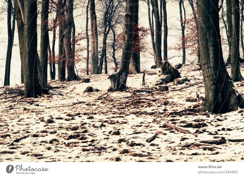 winterwald Wald Winter Schnee Buche Mischwald Hügel braun weiß Baumstamm Brennholz Waldboden